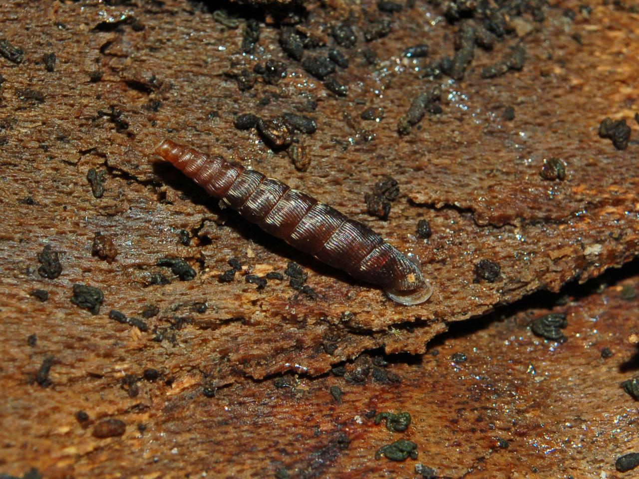 Clausilia bidentata crenulata sotto una corteccia